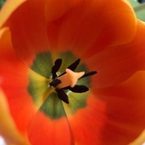 Meet your Posher, Lucy